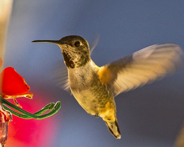 Hummingbird Feeding 2 - Pets &amp; Wildlife - Fredrick Shacklett Fine Art Photography 