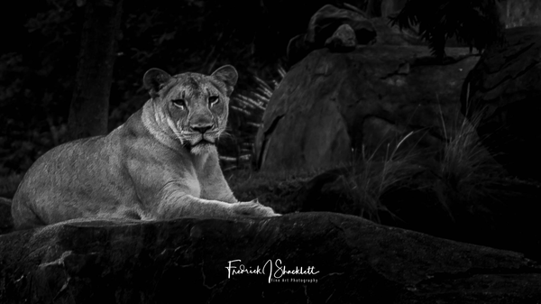 Lioness Resting on Rock.