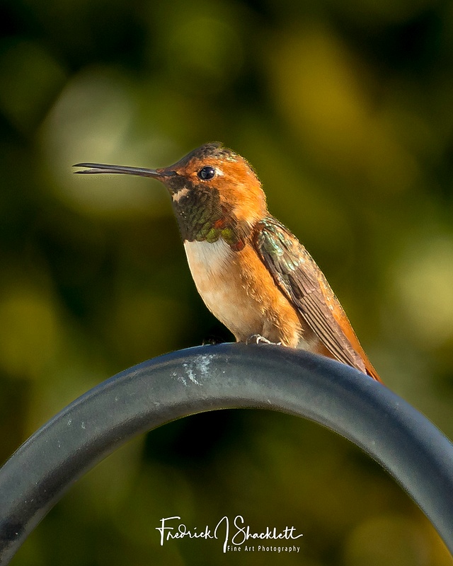 Male Hummer on Perch
