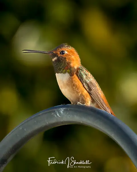 Male Hummer on Perch by PhotoShacklett