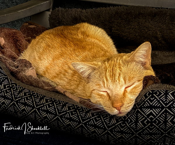 Sleeping Cat - Pets &amp; Wildlife - Fredrick Shacklett Fine Art Photography  