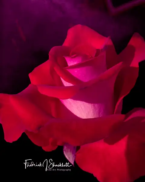 Red White Rose of Summer 2023 by PhotoShacklett