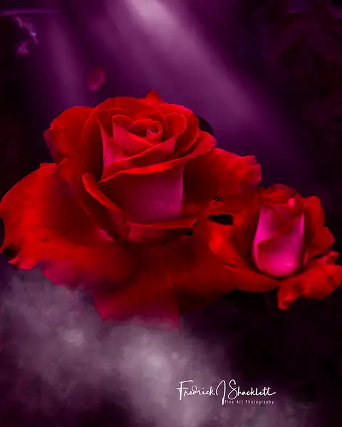 September Rose with High Key & Smoke by...