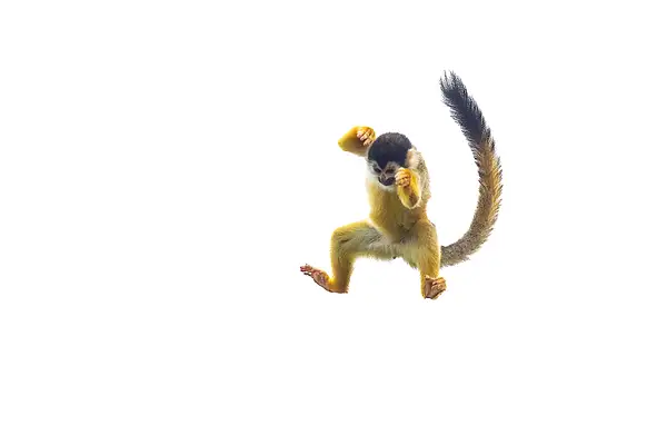 Jumping Squirrel Monkey by VickiStephens