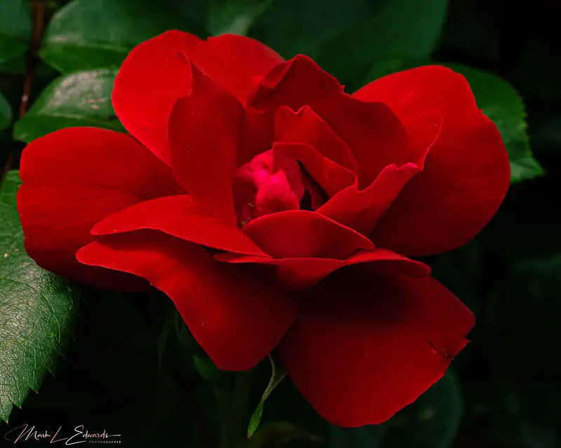 210526_Red Rose