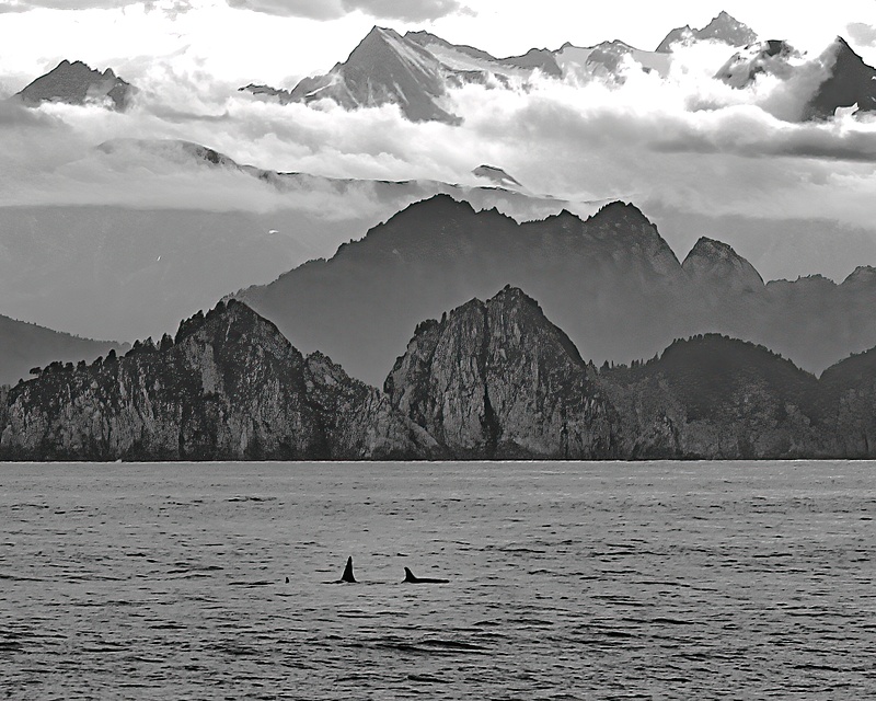 Orcas near Ragged Island 4_1-SharpenAI-Focus 1