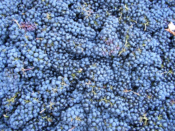 Harvested grapes in a bin - JEFF BAILEY