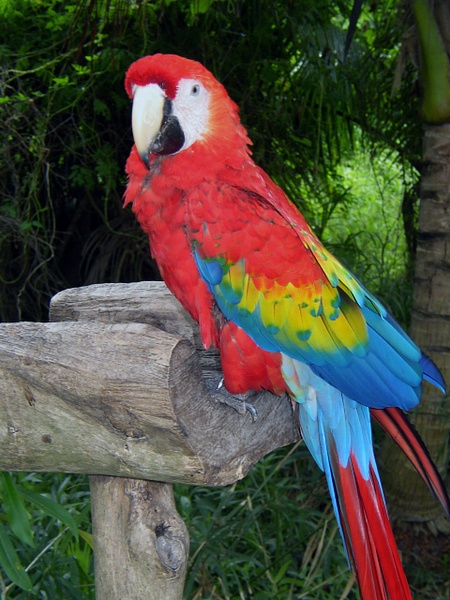 Cancun Macaw - JEFF BAILEY