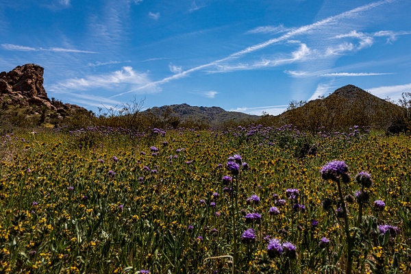 Lucerne Valley - Super Bloom - Landscape - Saddle Rock Photography  