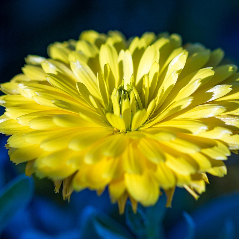 Macro