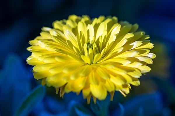 Yellow Flower - Macro - SaddleRock Photography 