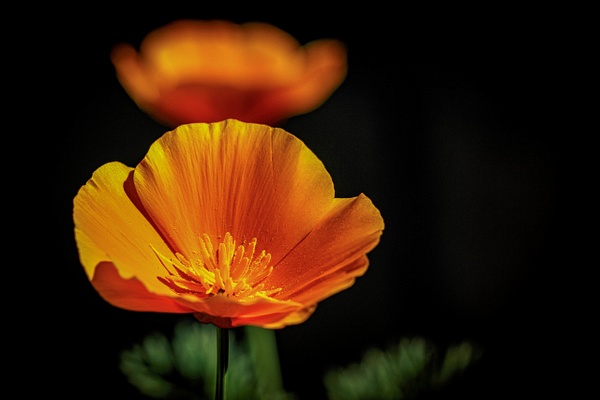 California Poppy - Macro - SaddleRock Photography 