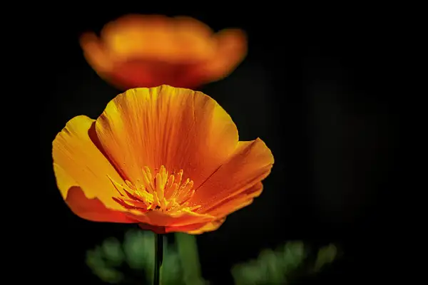 California Poppy by SaddleRockPhotography