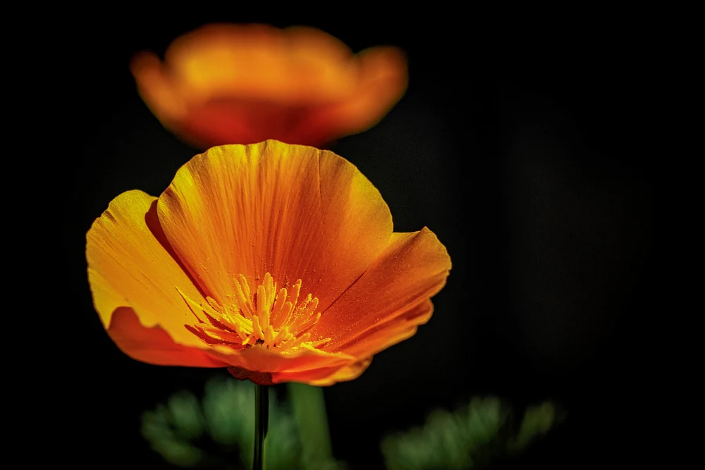 California Poppy