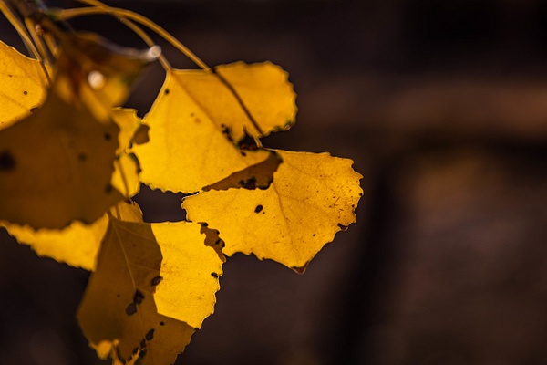 Leaf - Macro - SaddleRock Photography 