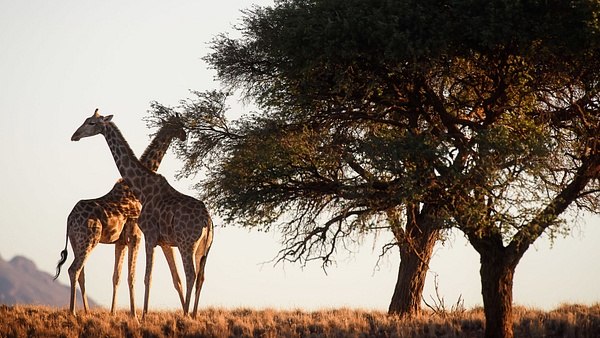 Giraffe, Namibia - Marc Schmittbuhl