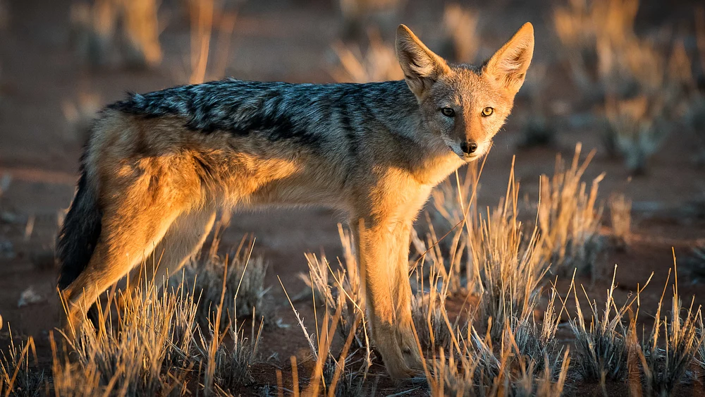 042015_Namibie_0682_Edited-3
