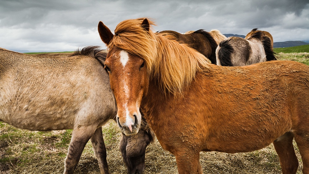 Horses, Iceland