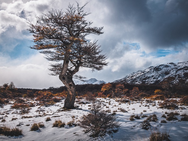 Patagonie Snow Tree Autumn - Landscape -  Marcs Photo 