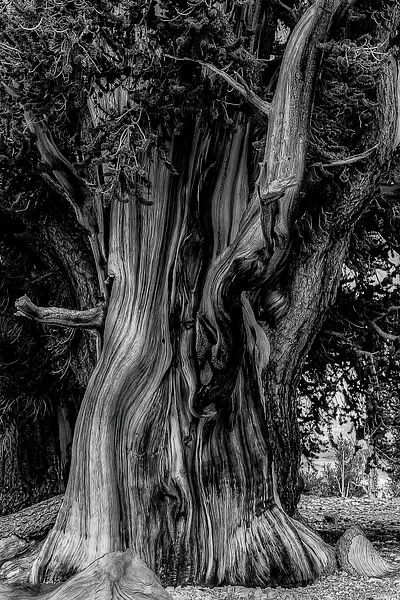Bristlecone Pine by Doug Arnold