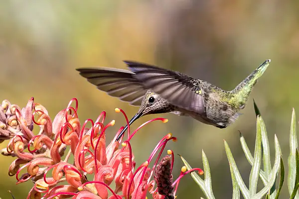 Hummingbirds by Doug Arnold