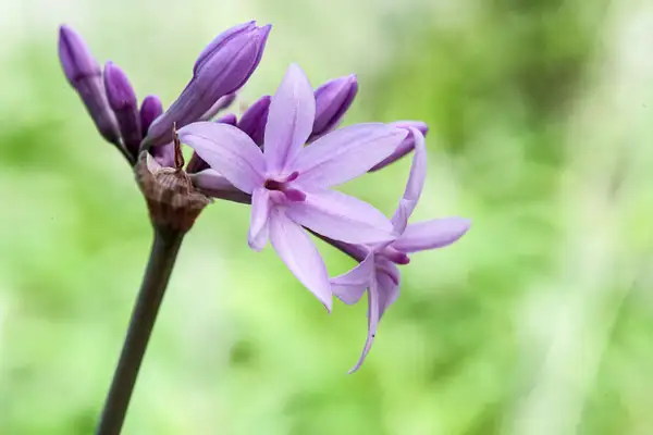 Tulbaghia violacea by Michael Major