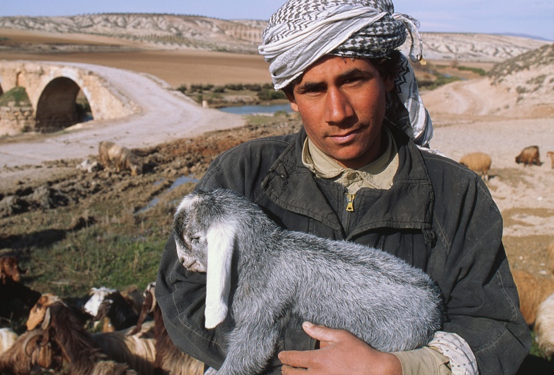 Syrian Shepherd holding kid