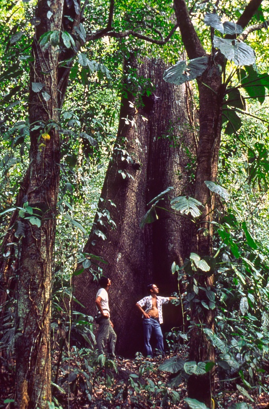 Ceiba tree, Carara Biological Reserve