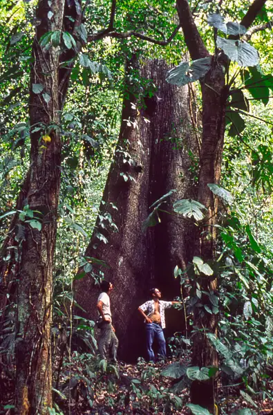 Ceiba tree, Carara Biological Reserve by Michael Major