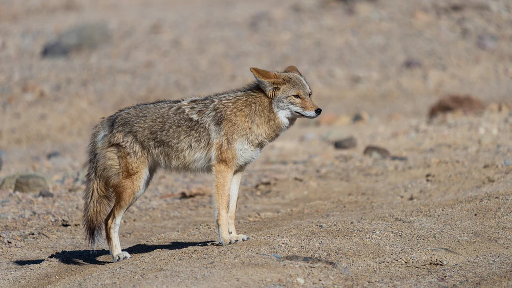 Wild Life in Death Valley