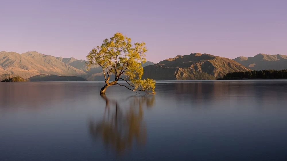 That Wanaka Tree
