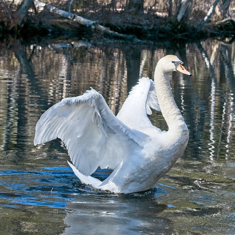 hamlin-swans-rheerema-_DSC1745