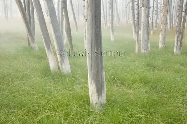 'Ghost Trees' by Lewis Kemper