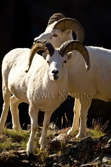 Dall Sheep by Lewis Kemper