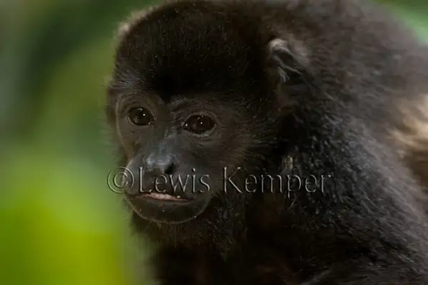 Howler monkey by Lewis Kemper