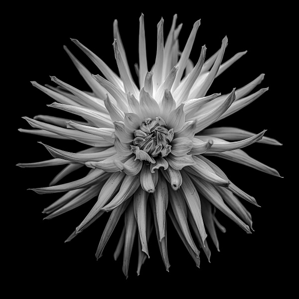 White Dahlia In Monochrome - ArtPhotoMe 
