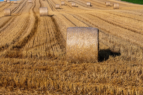 Wheat field after harvest - Foto Buchacher by Peter Buchacher, Wien 