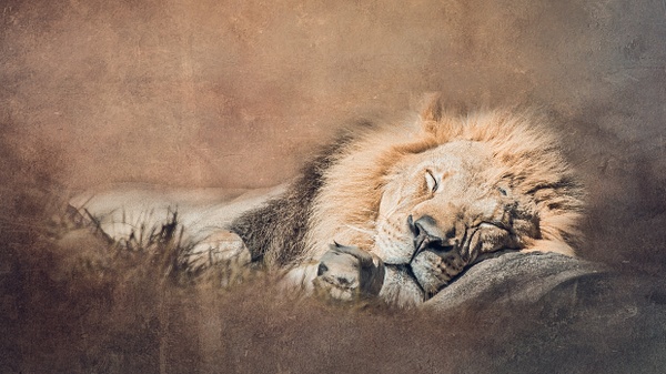 Sleeping Lion - fancifulphotos
