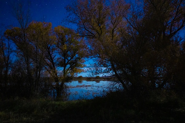 Bosque del Apache Night Shoot - Sara Leikin