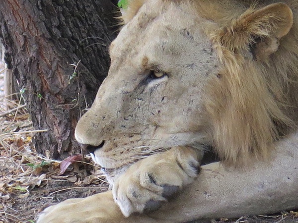 King of the Jungle, Tanzania - Sara Leikin