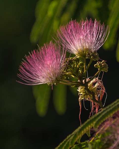 Mimosa-Silk Tree Flower-Albizia julibrissin - Botany - Guy Riendeau Photography