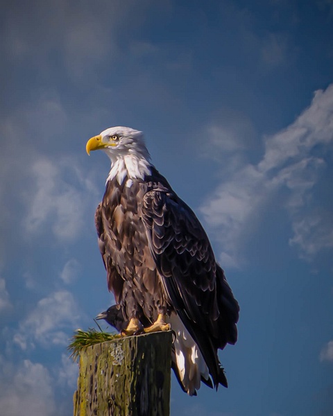 Bald Eagle-Juneau Alaska-Tongass National Forest - Nature & Wildlife - Guy Riendeau Photography
