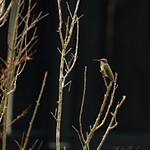 Hummingbirds 2022-05-03-80