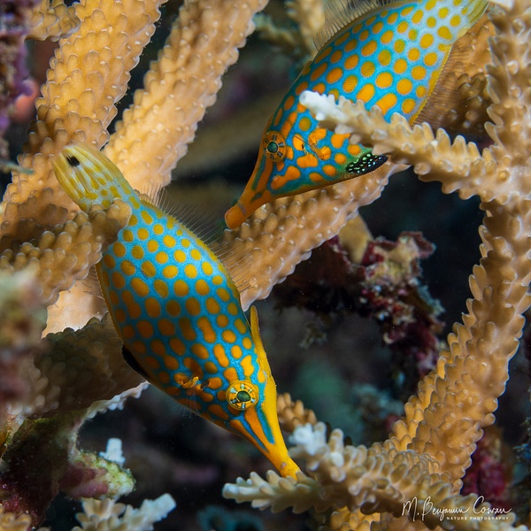 20260530_Fiji_UW_0924-Edit - New Images - M. Benjamin Cowan Nature Photography
