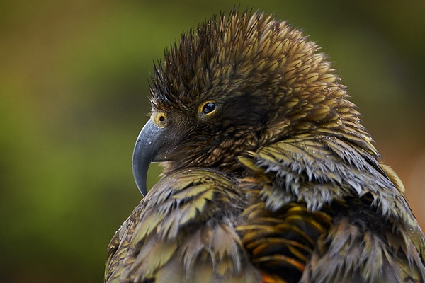 Alan Barker__NZ_0473 - Birds - Alan Barker 