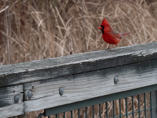 Cardinal March - That Moment, Click – Laura Higle Photography 
