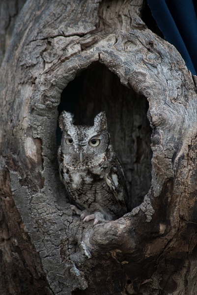 Owl - That Moment, Click – Laura Higle Photography 