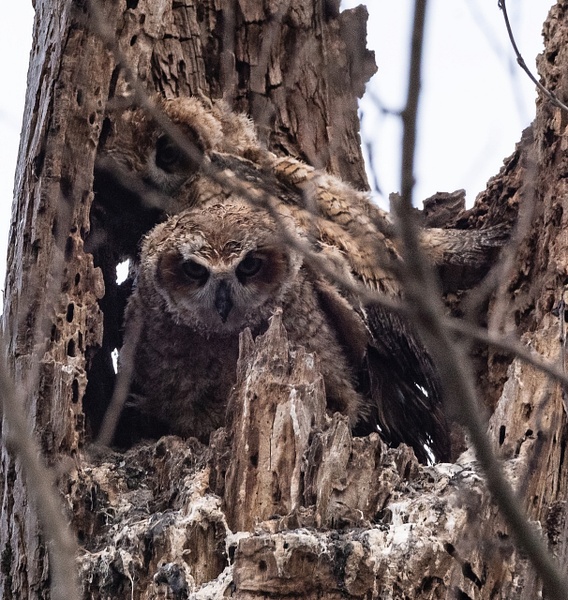 Owlets - Living Beings - That Moment, Click 