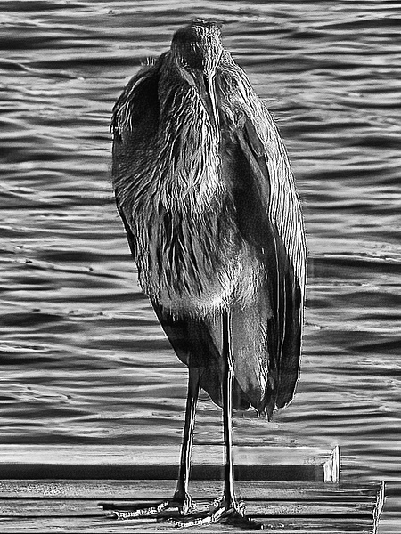 Great Heron v3 - That Moment, Click – Laura Higle Photography