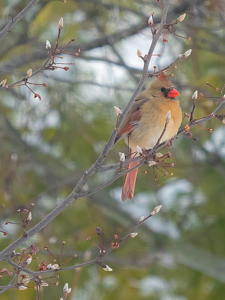 Female Cardinal - That Moment, Click – Laura Higle Photography 